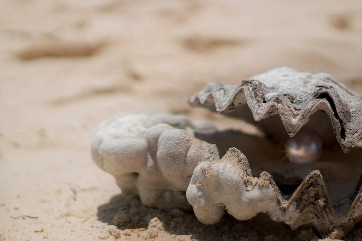 coquillage perles