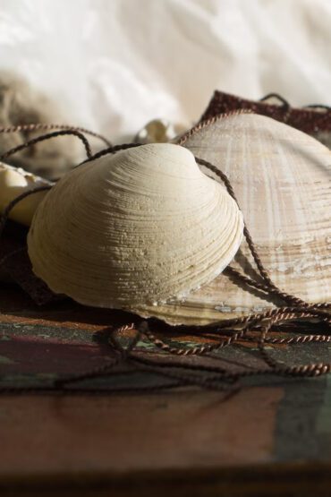 nettoyer coquillage