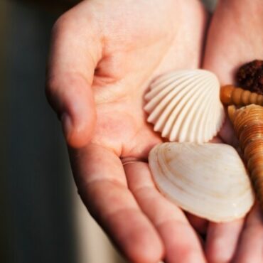 percer coquillage