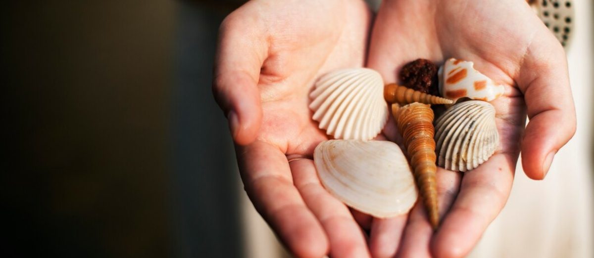 percer coquillage